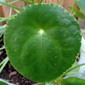 Pilea Peperomioides Chinese Money Plant - Live Houseplant Plug, Indoor, Green - Image 5
