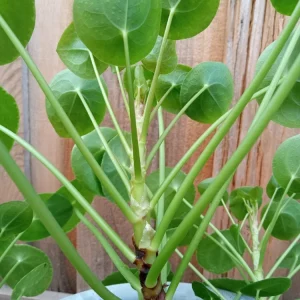 Pilea Peperomioides Chinese Money Plant - Live Houseplant Plug, Indoor, Green - Image 6