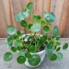 Pilea Peperomioides Chinese Money Plant - Live Houseplant Plug, Indoor, Green - Image 1