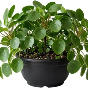 Pilea Watermelon Live Plant - Indoor Houseplant, Tropical Decor, 4-inch Pot - Image 2