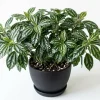 Pilea Watermelon Live Plant - Indoor Houseplant, Tropical Decor, 4-inch Pot - Image 1