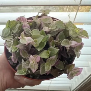 Pink Callisia Repens Live Plant - 4 inch Pot - Variegated Ground Cover & Houseplant - Image 5