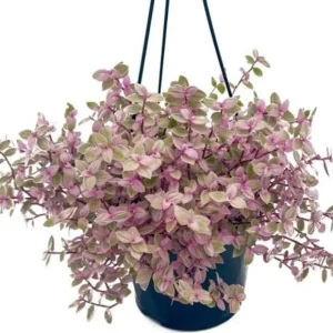 Pink Callisia Repens Live Plant - 4 inch Pot - Variegated Ground Cover & Houseplant - Image 1