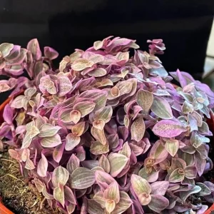 Pink Callisia Repens Live Plant - 4 inch Pot - Variegated Ground Cover & Houseplant - Image 6
