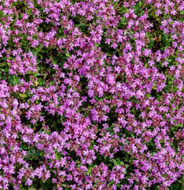 Pink Creeping Thyme Seeds - 50,000 Count, Fragrant Perennial Ground Cover - Image 2