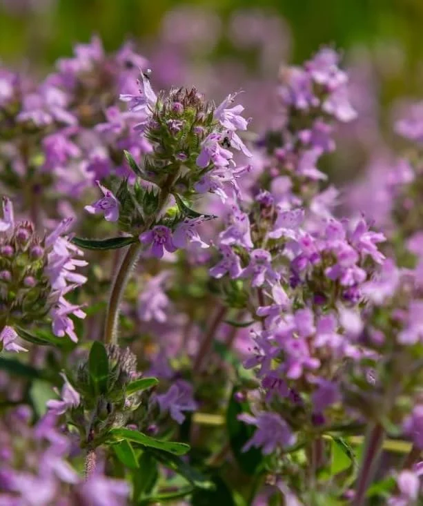 Pink Creeping Thyme Seeds - 50,000 Count, Fragrant Perennial Ground Cover - Image 3