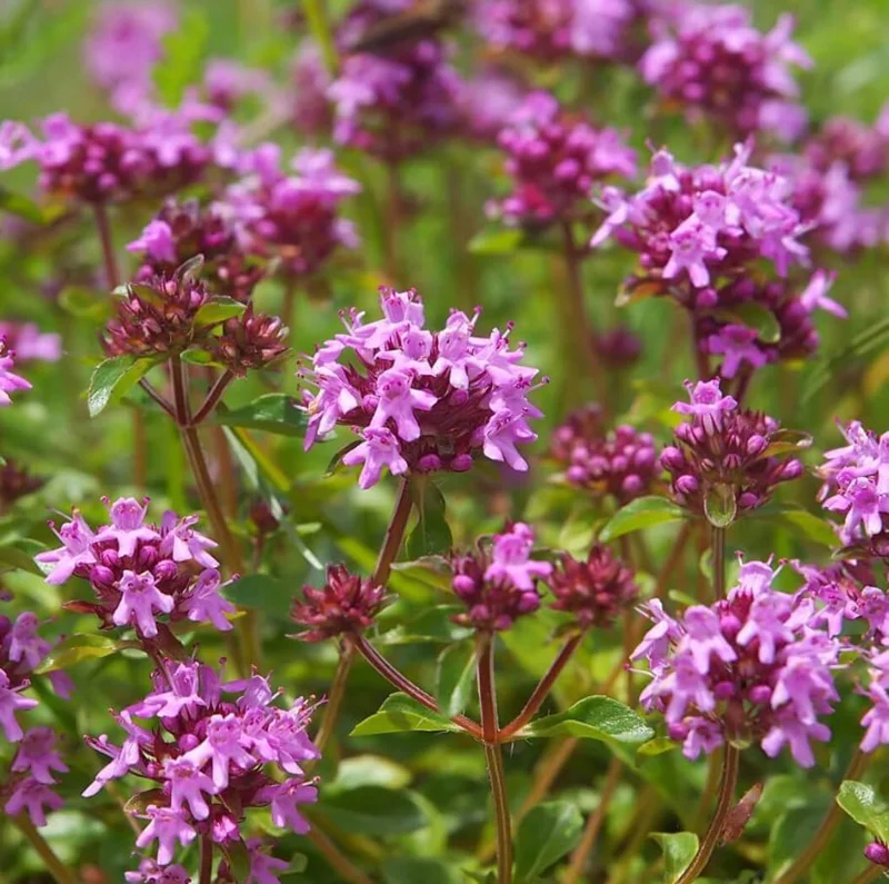 Pink Creeping Thyme Seeds - 50,000 Count, Fragrant Perennial Ground Cover - Image 6