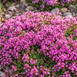 Pink Creeping Thyme Seeds - 50,000 Count, Fragrant Perennial Ground Cover - Image 1