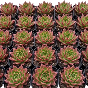 Pink Red Echeveria Succulent Live Plant – 2 inch Pot – Indoor Houseplant - Image 3