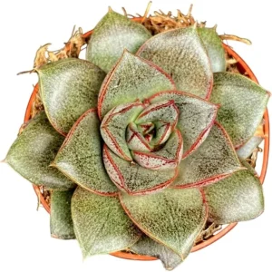 Pink Red Echeveria Succulent Live Plant – 2 inch Pot – Indoor Houseplant - Image 4