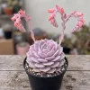 Pink Red Echeveria Succulent Live Plant – 2 inch Pot – Indoor Houseplant - Image 1