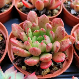 Pink Red Echeveria Succulent Live Plant – 2 inch Pot – Indoor Houseplant - Image 5