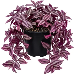 Pink Wandering Jew Live Plant - Tradescantia Bicolor, 4 inch Pot, Indoor/Outdoor Ground Cover - Image 1