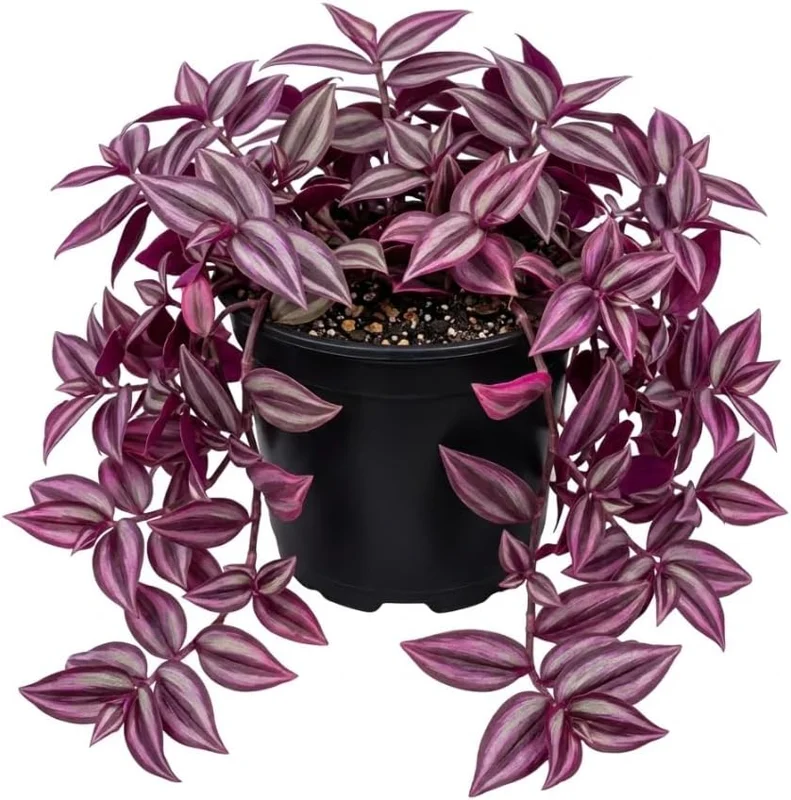 Pink Wandering Jew Live Plant - Tradescantia Bicolor, 4 inch Pot, Indoor/Outdoor Ground Cover - Image 1