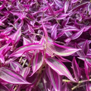 Pink Wandering Jew Live Plant - Tradescantia Bicolor, 4 inch Pot, Indoor/Outdoor Ground Cover - Image 2
