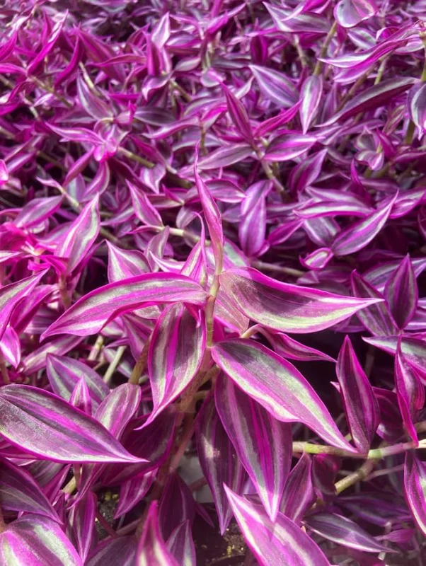 Pink Wandering Jew Live Plant - Tradescantia Bicolor, 4 inch Pot, Indoor/Outdoor Ground Cover - Image 2