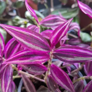 Pink Wandering Jew Live Plant - Tradescantia Bicolor, 4 inch Pot, Indoor/Outdoor Ground Cover - Image 3