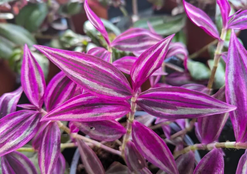 Pink Wandering Jew Live Plant - Tradescantia Bicolor, 4 inch Pot, Indoor/Outdoor Ground Cover - Image 3