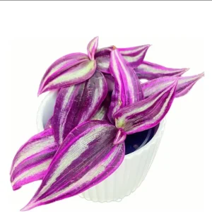 Pink Wandering Jew Live Plant - Tradescantia Bicolor, 4 inch Pot, Indoor/Outdoor Ground Cover - Image 4