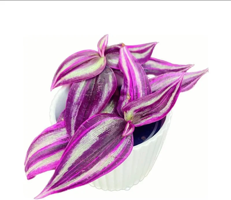 Pink Wandering Jew Live Plant - Tradescantia Bicolor, 4 inch Pot, Indoor/Outdoor Ground Cover - Image 4