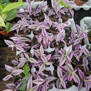 Pink Wandering Jew Live Plant - Tradescantia Bicolor, 4 inch Pot, Indoor/Outdoor Ground Cover - Image 5