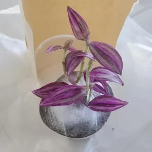 Pink Wandering Jew Live Plant - Tradescantia Bicolor Variegated Houseplant 2
