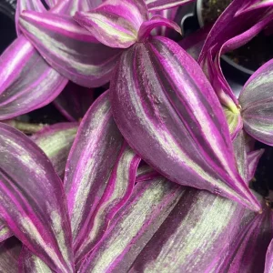 Pink Wandering Jew Live Plant - Tradescantia Bicolor, 4 inch Pot, Indoor/Outdoor Ground Cover - Image 6