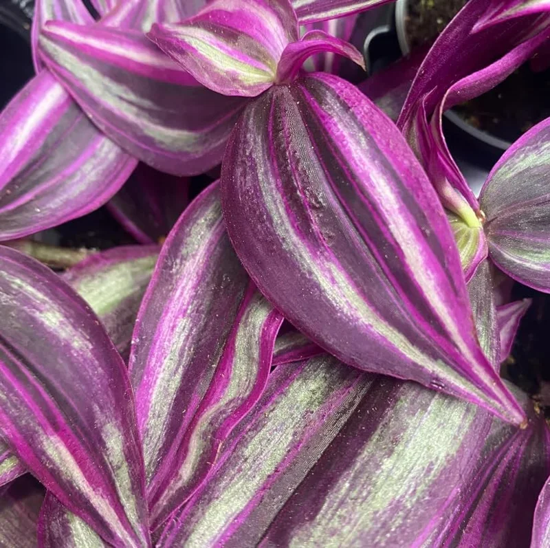 Pink Wandering Jew Live Plant - Tradescantia Bicolor, 4 inch Pot, Indoor/Outdoor Ground Cover - Image 6