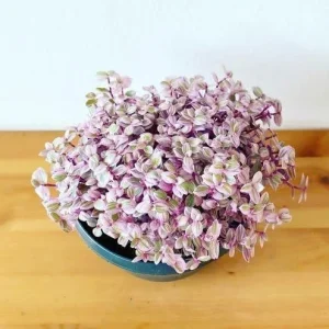 Pink Wandering Jew Live Plant - Tradescantia Callisia Repens - 6 inch Pot - Trailing Variegated Houseplant - Image 2