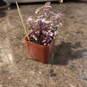Pink Wandering Jew Live Plant - Tradescantia Callisia Repens - 2" Pot - Image 2