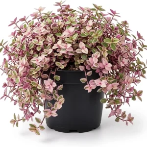 Pink Wandering Jew Live Plant - Tradescantia Callisia Repens - 6 inch Pot - Trailing Variegated Houseplant - Image 3