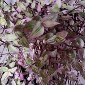 Pink Wandering Jew Live Plant - Tradescantia Callisia Repens - 6 inch Pot - Trailing Variegated Houseplant - Image 4