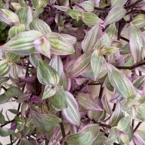 Pink Wandering Jew Live Plant - Tradescantia Callisia Repens - 6 inch Pot - Trailing Variegated Houseplant - Image 5