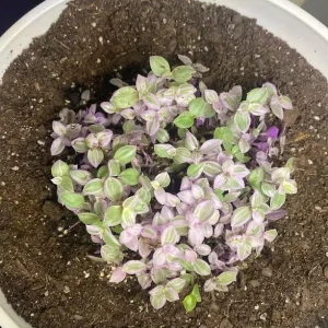 Pink Wandering Jew Live Plant - Tradescantia Callisia Repens - 6 inch Pot - Trailing Variegated Houseplant - Image 6