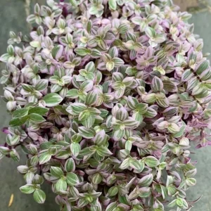 Pink Wandering Jew Live Plant - Tradescantia Callisia Repens - 6 inch Pot - Trailing Variegated Houseplant - Image 7