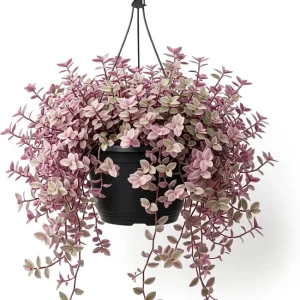Pink Wandering Jew Live Plant - Tradescantia Callisia Repens - 6 inch Pot - Trailing Variegated Houseplant - Image 1