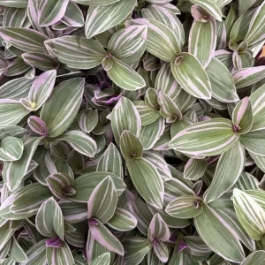 Pink Wandering Jew Live Plant - Tradescantia Mini Variegated, 2 inch Pot, Indoor/Outdoor Ground Cover - Image 2