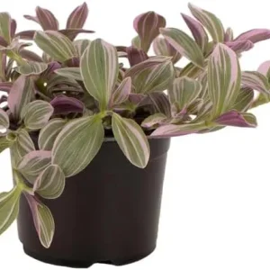Pink Wandering Jew Live Plant - Tradescantia Mini Variegated, 2 inch Pot, Indoor/Outdoor Ground Cover - Image 3
