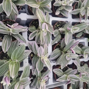 Pink Wandering Jew Live Plant - Tradescantia Mini Variegated, 2 inch Pot, Indoor/Outdoor Ground Cover - Image 4