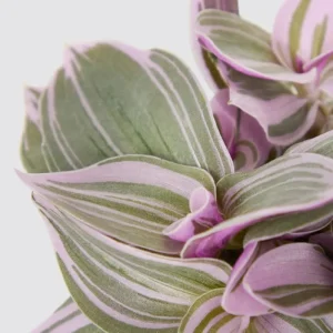 Pink Wandering Jew Live Plant - Tradescantia Mini Variegated, 2 inch Pot, Indoor/Outdoor Ground Cover - Image 5