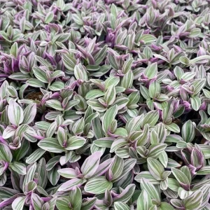 Pink Wandering Jew Live Plant - Tradescantia Mini Variegated, 2 inch Pot, Indoor/Outdoor Ground Cover - Image 1