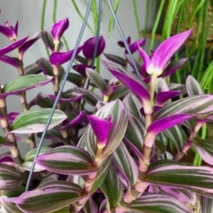 Pink Wandering Jew Live Plant (Tradescantia Nanouk) - 4-inch Pot - Vibrant Variegated Indoor/Outdoor Ground Cover - Image 2