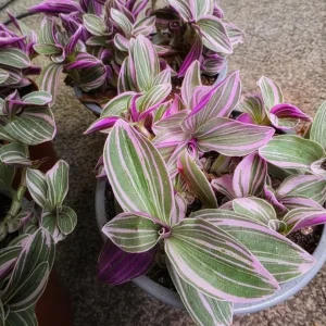 Pink Wandering Jew Live Plant (Tradescantia Nanouk) - 4-inch Pot - Vibrant Variegated Indoor/Outdoor Ground Cover - Image 3