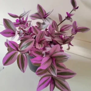 Pink Wandering Jew Live Plant (Tradescantia Nanouk) - 4-inch Pot - Vibrant Variegated Indoor/Outdoor Ground Cover - Image 5