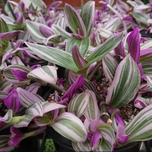 Pink Wandering Jew Live Plant (Tradescantia Nanouk) - 4-inch Pot - Vibrant Variegated Indoor/Outdoor Ground Cover - Image 6