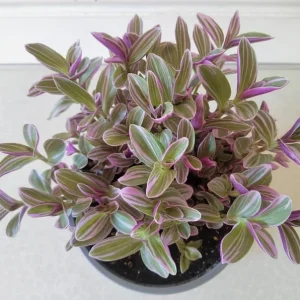 Pink Wandering Jew Live Plant (Tradescantia Nanouk) - 4-inch Pot - Vibrant Variegated Indoor/Outdoor Ground Cover - Image 7