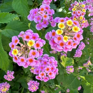 Pinky Lantana Camara Live Plant - Vibrant Pink Flowers, Outdoor Shrub - Image 2