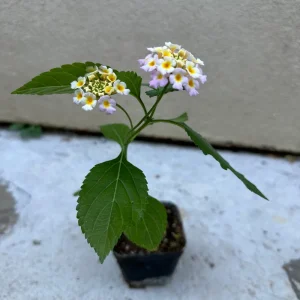 Pinky Lantana Camara Live Plant - Vibrant Pink Flowers, Outdoor Shrub - Image 3