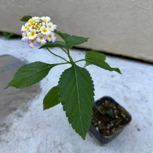 Pinky Lantana Camara Live Plant - Vibrant Pink Flowers, Outdoor Shrub - Image 4