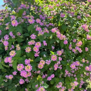 Pinky Lantana Camara Live Plant - Vibrant Pink Flowers, Outdoor Shrub - Image 7
